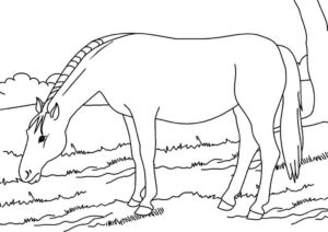 Peaceful horse slumber: a moment of tranquility coloring page