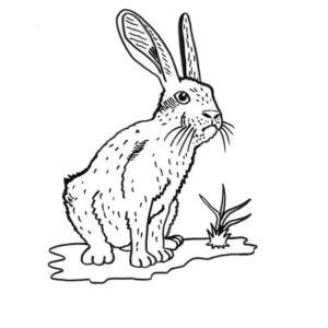 Rabbit reflects in puddles coloring page