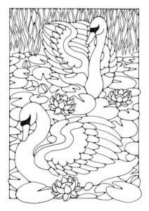 Serene swans gaze at horizon coloring page