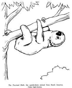 Sleepy sloth hangs upside down coloring page