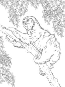 Sloth’s canopy home: a lazy view coloring page