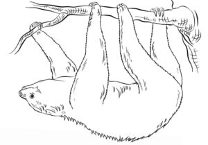 Sloth slumbers: peaceful branch hang coloring page