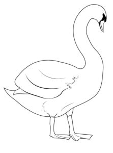 Solitary swan: graceful pose on canvas coloring page