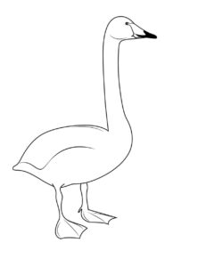 Solitary swan: graceful against white expanse coloring page