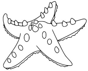 A spiky starfish coloring page