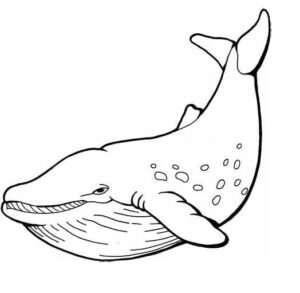 Spotted whale splashes in ocean coloring page