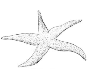 Starfish on the beach: a close-up coloring page