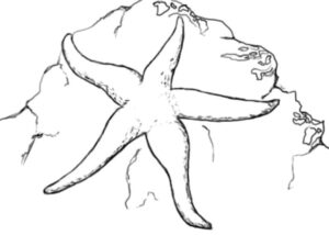 Starfish clings to rugged rock coloring page