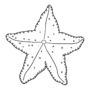 A starfish for kids coloring page