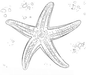 Starfish: dancer of ocean floors coloring page