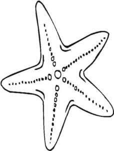 Starfish: seafloor dancers coloring page