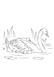 Swan family gracefully navigates tranquil waters coloring page