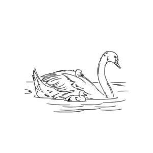 Swan family’s joyful water journey coloring page