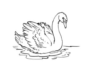 Swan’s tranquil moment on serene lake coloring page