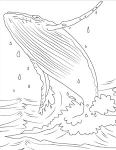 Whale breaching: splashing water & spout coloring page