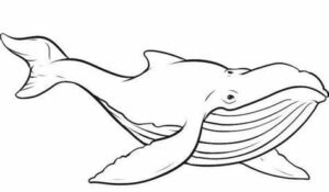 Whale opens mouth, turns towards you coloring page