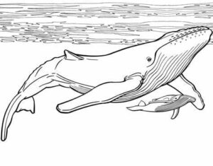 Whale tail breaks water surface coloring page