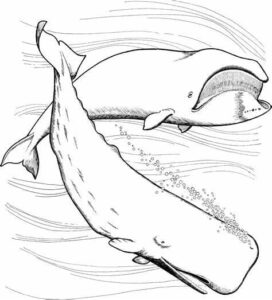 Whales leap: water sprays, tails high coloring page