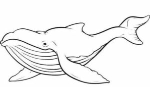 Whale’s open mouth, eyes gazing out coloring page