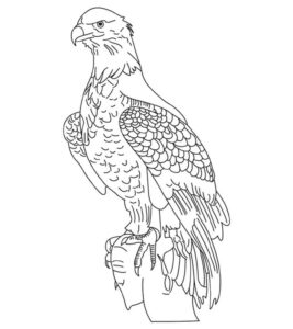 White eagle, grey sky: a moment of grace coloring page