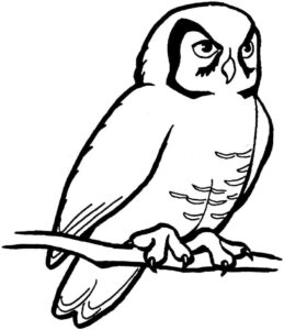 White owl frozen in surprise coloring page