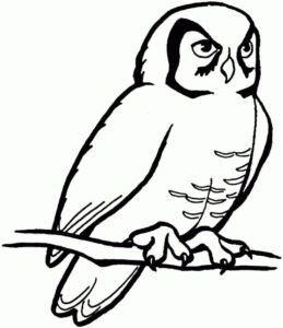 White owl’s fury: a silent gaze coloring page