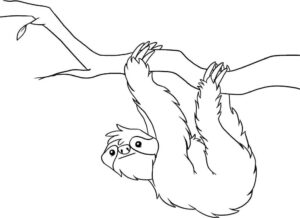 White sloth: silent climber in the canopy coloring page