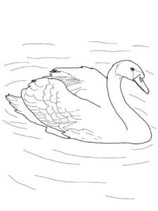 White swan grace: a silent story coloring page