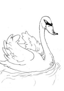 White swan gracefully navigates tranquil lake coloring page