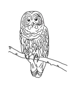 Wise owl gazes, silent story told coloring page