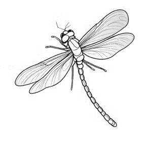 Dragonfly wings: delicate beauty & veins coloring page