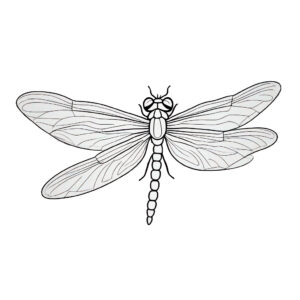 Dragonfly wings: shimmering jewels of flight coloring page