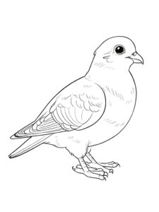 Pigeon’s thoughtful gaze: a mystery coloring page